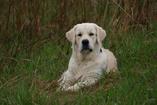 #pies #GoldenRetriever #zwierzęta