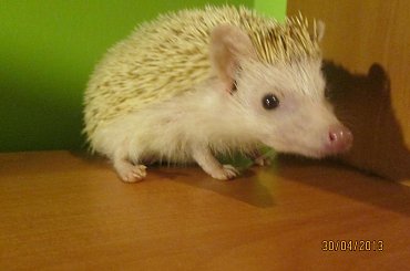 Mój jeżyk :) Samczyk #jeż #jeże #jeżyk #jeżyki #młode #samica #samiec