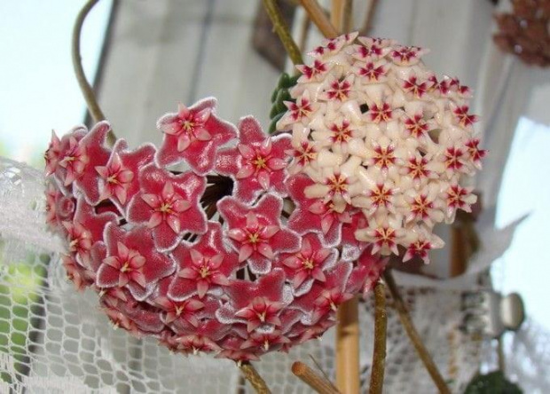 Hoya pubicalyx 'Silver Pink' & sp. Thailand IML 1438