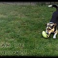 Pysiolek - spacerki między 7 a 20 października 2007 #pies #Pika #kundelek #spacer #ściernisko #słoma