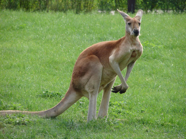 Wyczekujący kangurek #animals #kangur #ZOO #Zwierzęta #fauna