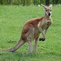 Wyczekujący kangurek #animals #kangur #ZOO #Zwierzęta #fauna