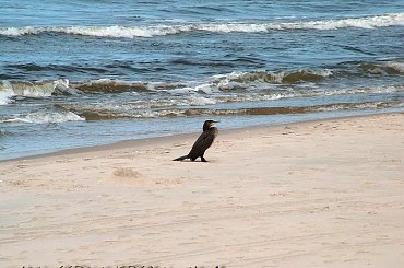 Ptaki #Kormoran #KrynicaMorska #plaża #Ptaki #urlop #morze