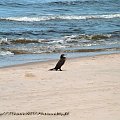 Ptaki #Kormoran #KrynicaMorska #plaża #Ptaki #urlop #morze