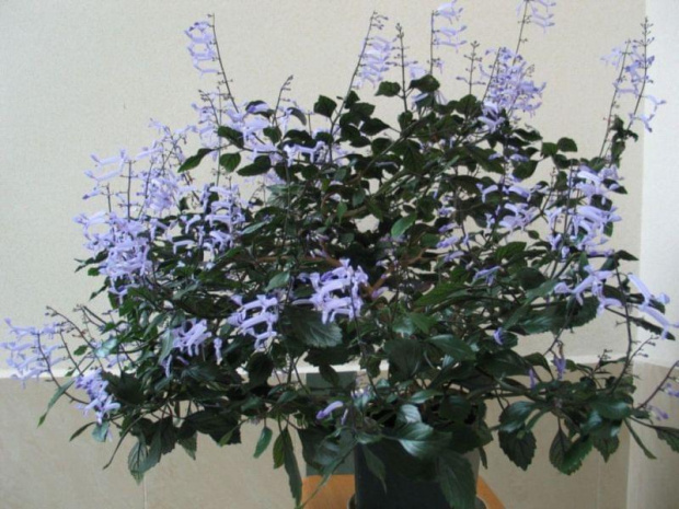 Plectranthus - pokrój #kwiaty #identyfikacja