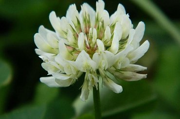 #przyroda #natura #kwiaty