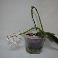 Phalaenopsis tetraspis