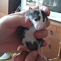 maluchy do adopcji