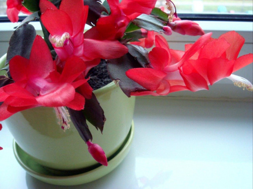 Szlumbergera #sukulenty #kwiaty