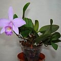 Laelia alaorii x praestans