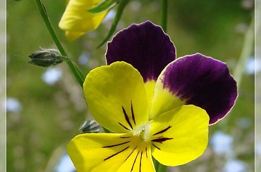 #bratki #kwiaty #ogród