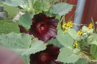 #rośliny #egzotyka #hobby #forum