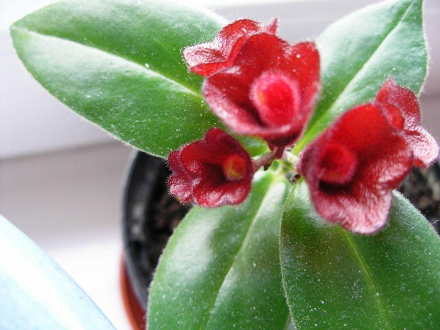 Aeschynanthus #kwiatki #kwiaty