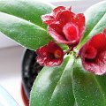 Aeschynanthus #kwiatki #kwiaty