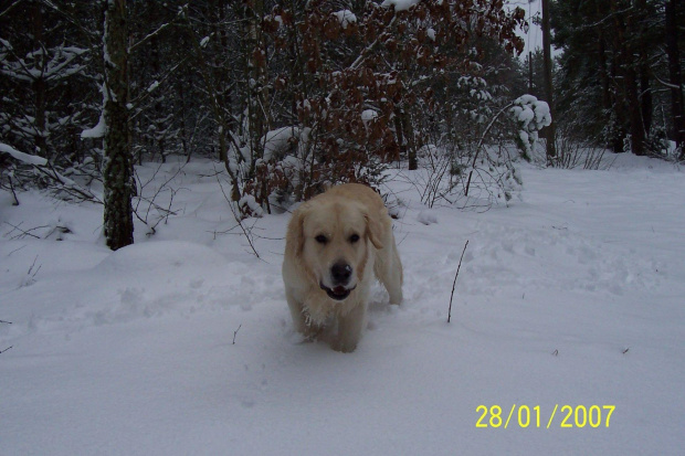 Knotuś #pies #GoldenRetriever #zwierzę