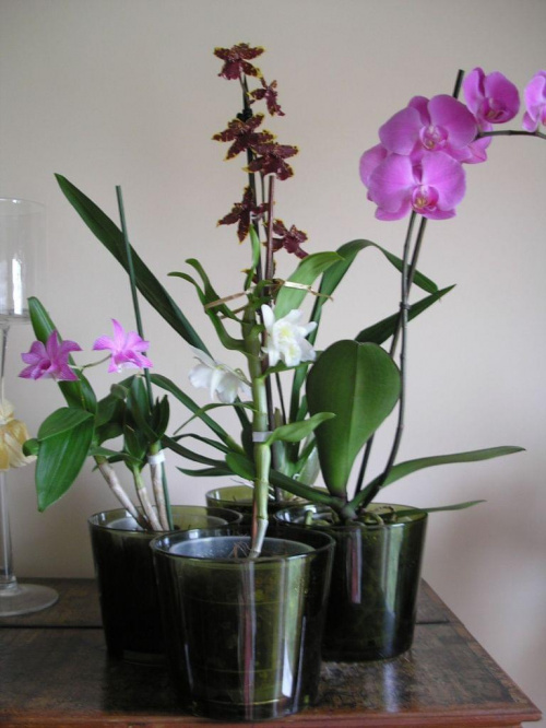 zakwitły storczyki #storczyki #orchidea #kwiatki #kwiaty