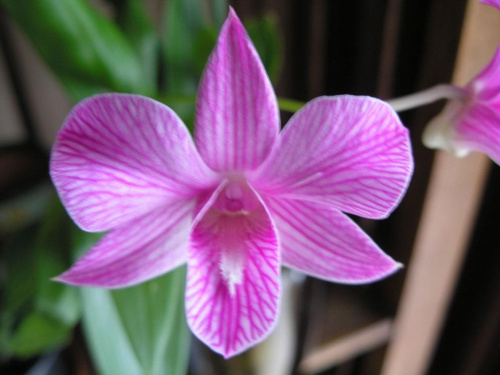 dendrobium phalaenopsis #storczyki #orchidea #kwiatki #kwiaty