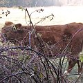 Krowy na zimowym spacerze #krowy #spacer