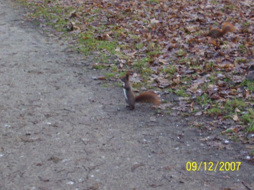 Łazienki Królewskie w Warszawie #Drzewa #Liście #Natura #Pawie #Przyroda #Rośliny #Wiewiórki #Zwierzęta