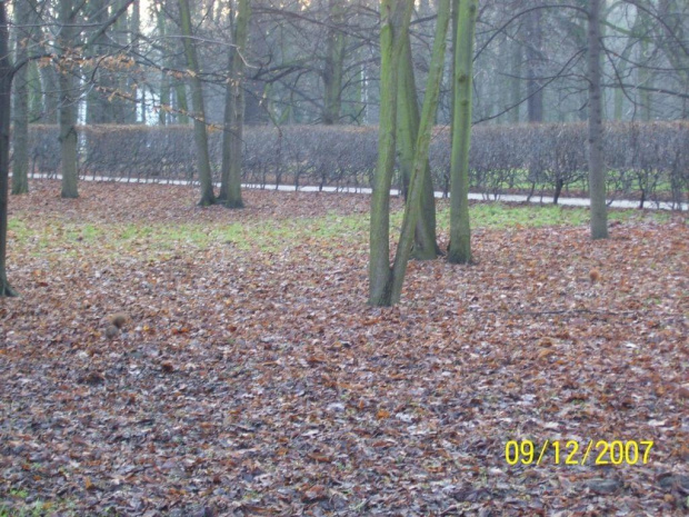 Łazienki Królewskie w Warszawie #Drzewa #Liście #Natura #Pawie #Przyroda #Rośliny #Wiewiórki #Zwierzęta