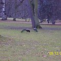 Łazienki Królewskie w Warszawie #Drzewa #Liście #Natura #Pawie #Przyroda #Rośliny #Wiewiórki #Zwierzęta