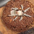 Brachypelma ruhnaui