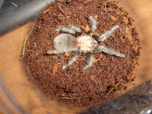 Brachypelma ruhnaui