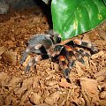 Brachypelma smithi