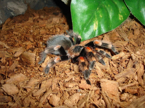 Brachypelma smithi