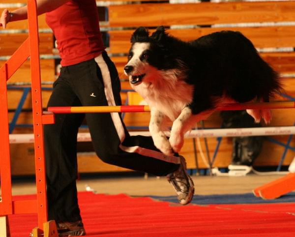 zawody agility Łąck 8-9.12