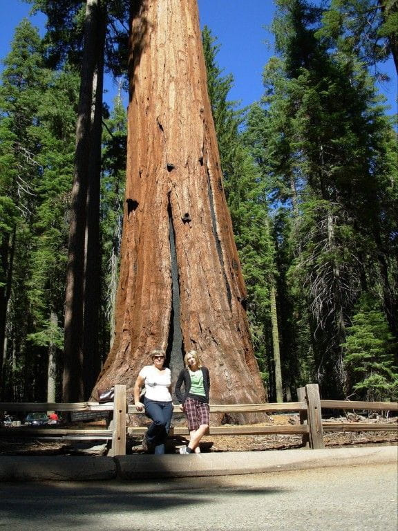 Najsłynniejszy okaz sekwoi w Yosemite to "Grizzly Giant", liczący 2700 lat. #Yosemite