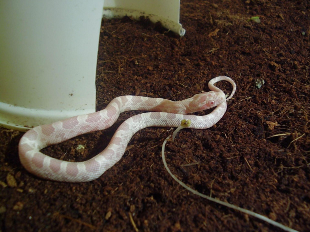 E.Guttata snow motley