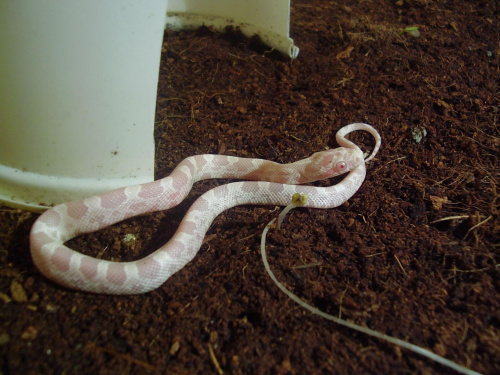 E.Guttata snow motley