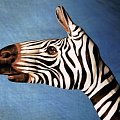 #zebra #ręka #malarstwo