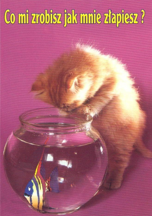 #pocztówki #kot #ryba #akwarium