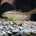 Apistogramma sp. Vielfleck 8