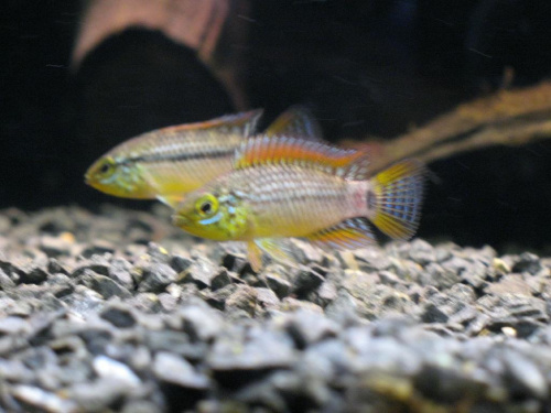 Apistogramma sp. Vielfleck 8