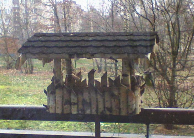 sikorki modraszki w karmniku na słonince #PtakiSikorkiModraszki