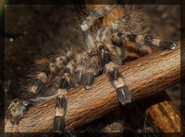 P. regalis l4