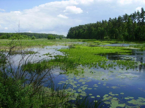 Wpływ na Jezioro Bachotek