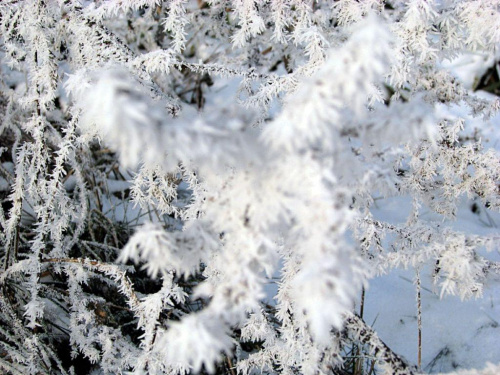 Zimowe Widoczki #zima #drzewa