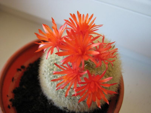 Brasilicactus Haselbergii
(kwiecień 2007)