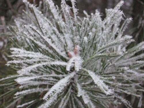 w lesie ;] (25.12.2007) #natura #przyroda #rośliny #zima