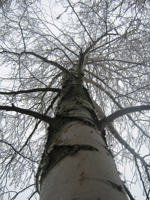 drzewko..:)