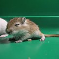 #skoczki #myszoskoczki #gerbil #gerbile #myszoskoczek