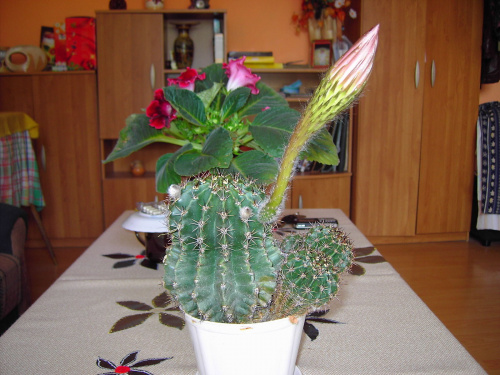 u Mamy , kaktusiki kwitną 2x w roku...