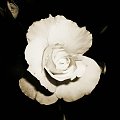 #Róża #natura #jacopicture #kwiat