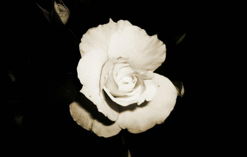 #Róża #natura #jacopicture #kwiat