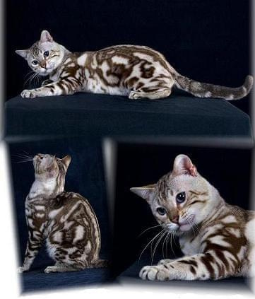 http://images.google.pl/imgres?imgurl=http://bengal-cat.net/BENGAL289.jpg&imgrefurl=http://www.bengal-cat.net/BENGAL%2520CAT%2520SHOWS.htm&h=686&w=575&sz=60&hl=pl&start=19&um=1&tbnid=zfBCShxyOgqowM:&tbnh=139&tbnw...