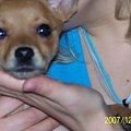Bambi i ja